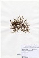 藏品(鹿角網地藻)的圖片